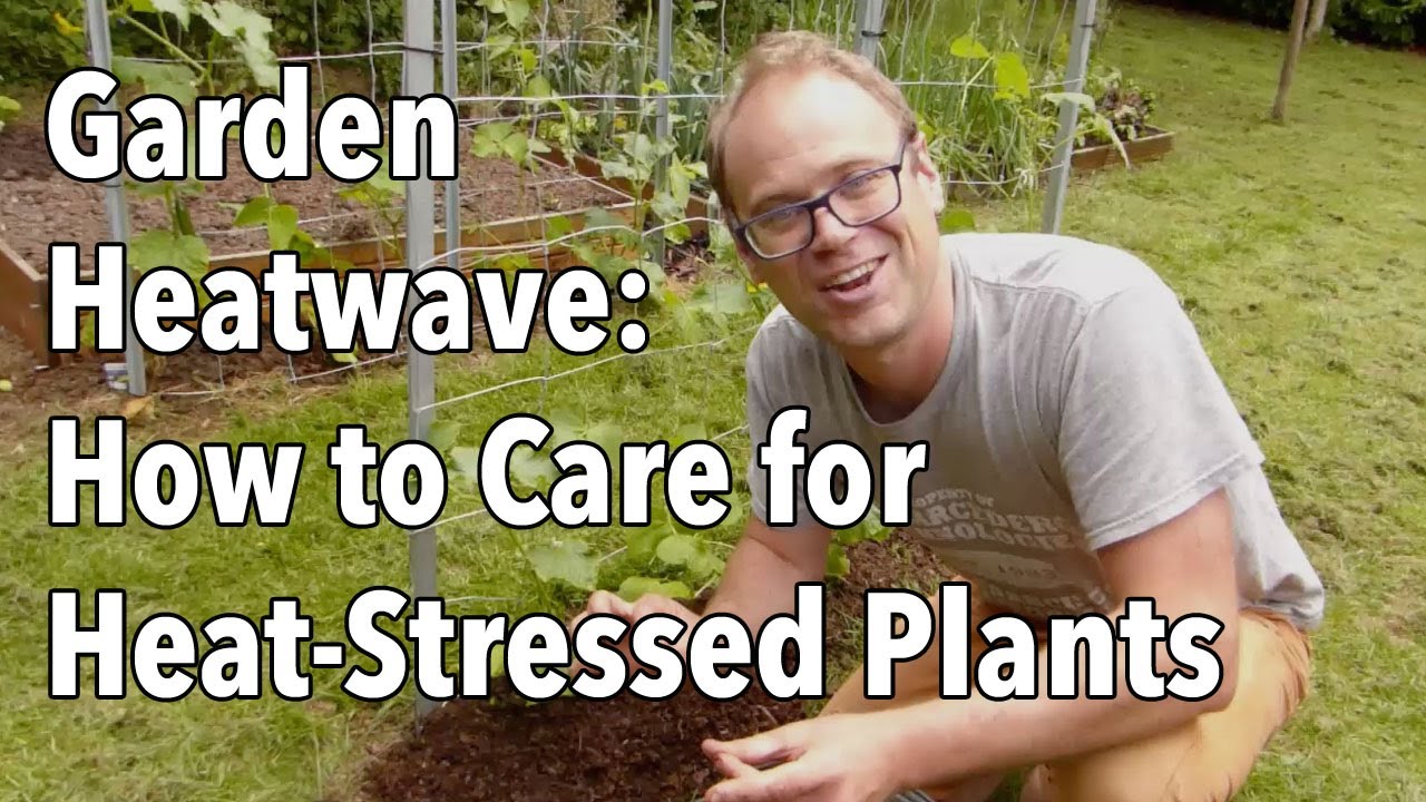 Embedded thumbnail for 5 Ways to Protect Plants from Summer Heat