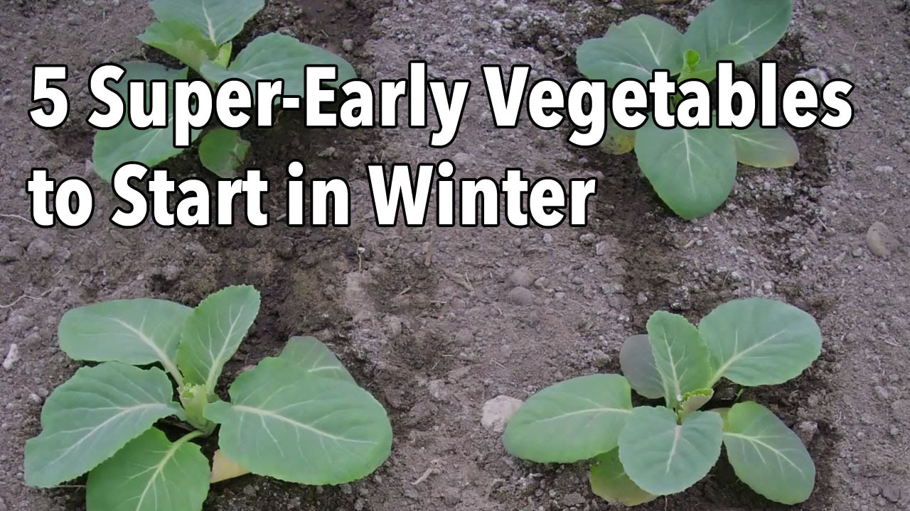 Embedded thumbnail for 5 Vegetable Seeds to Start in Winter
