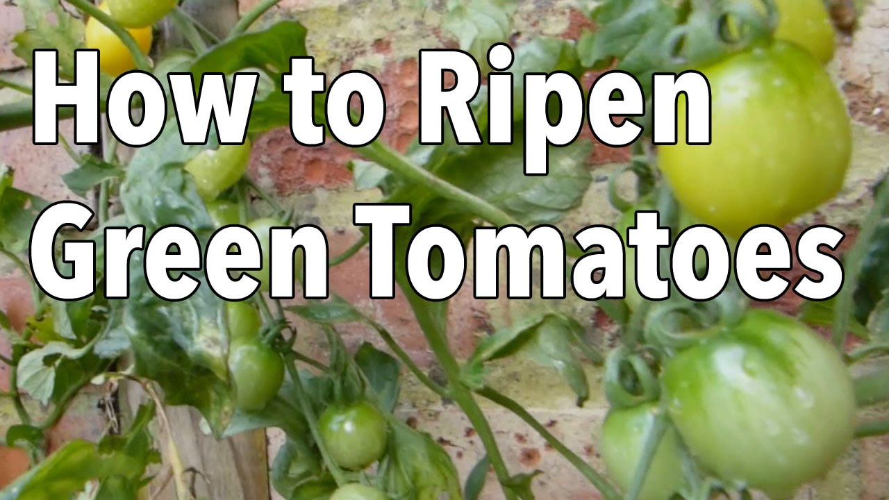 Embedded thumbnail for How to Ripen Green Tomatoes