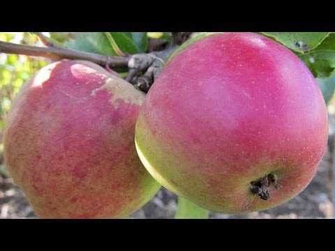 Embedded thumbnail for Planting Fruit Trees