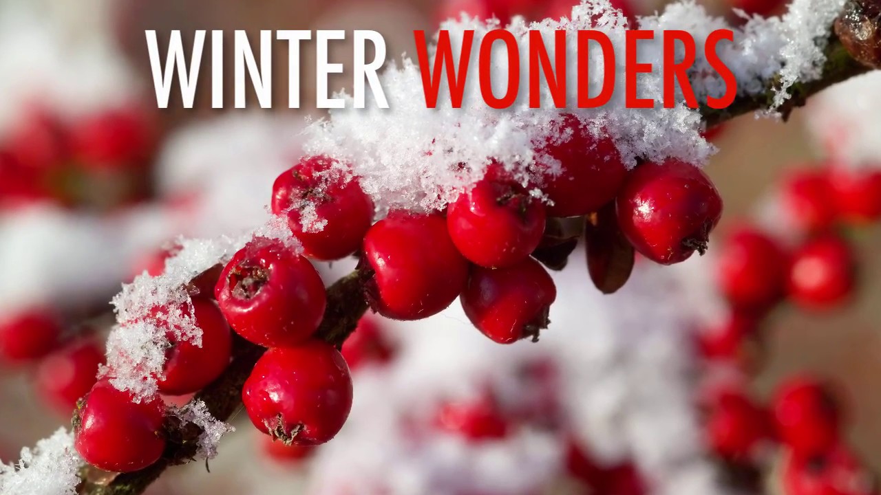 Embedded thumbnail for 15 Winter Shrubs and Plants With Flowers and Berries