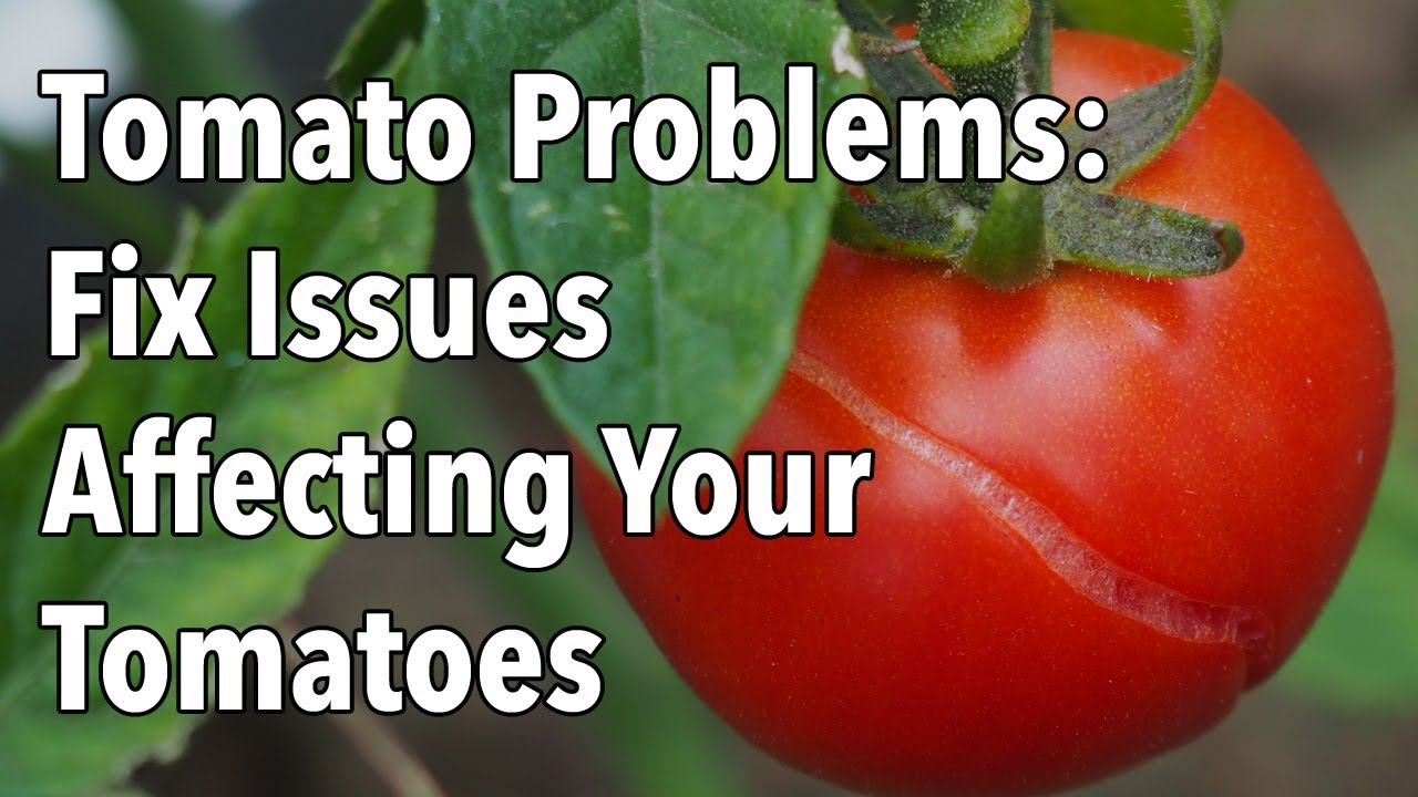 Embedded thumbnail for Top 10 Tomato Problems and Solutions