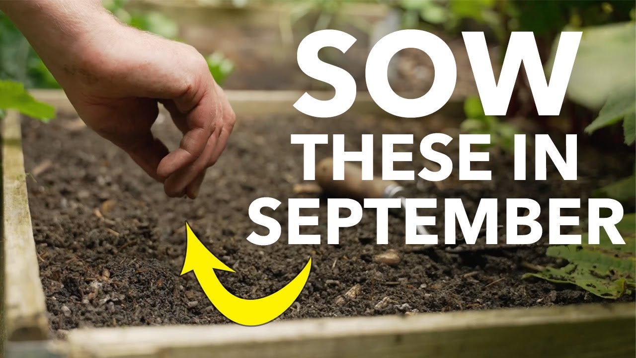 Embedded thumbnail for What to Plant in September 