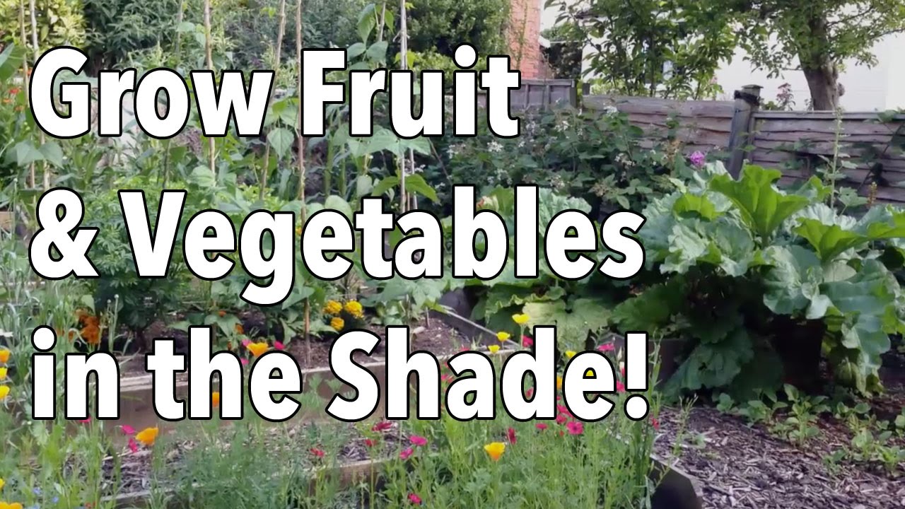 Embedded thumbnail for Vegetables That Grow Well in Shade