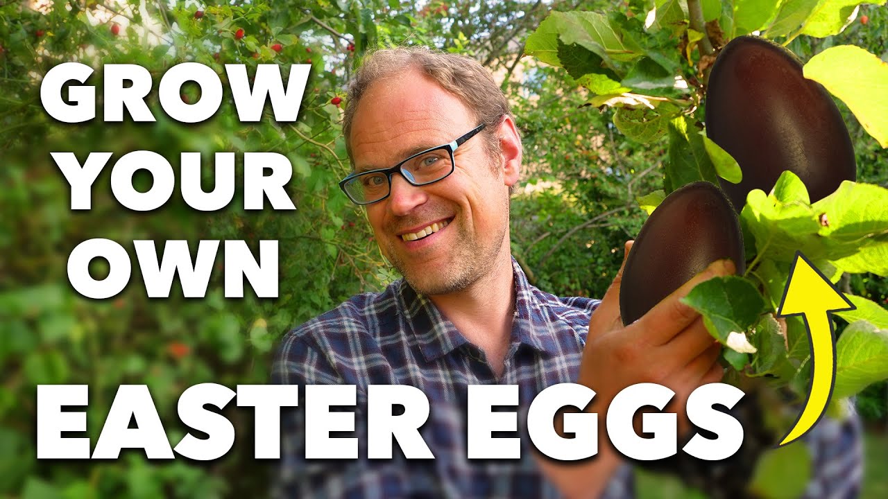 Embedded thumbnail for Grow Easter Eggs! Yes, Chocolate Eggs!
