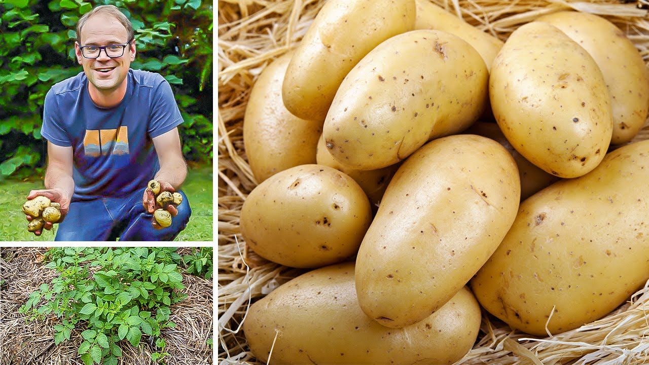 Embedded thumbnail for Planting Potatoes in Straw (No-Dig!)
