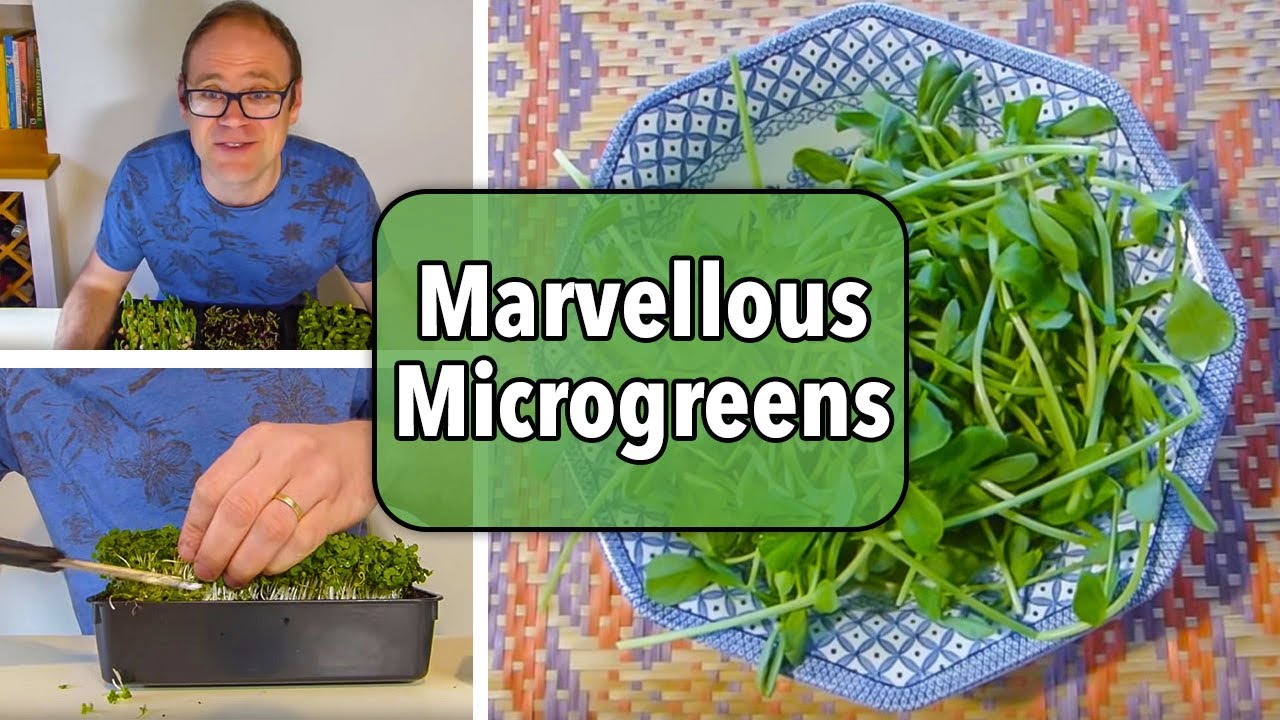 Embedded thumbnail for How to Grow Microgreens, from Planting to Harvest