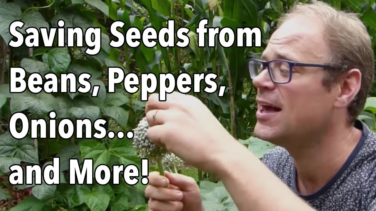 Embedded thumbnail for How to Save Seeds From Beans, Peppers, Onions, and More!