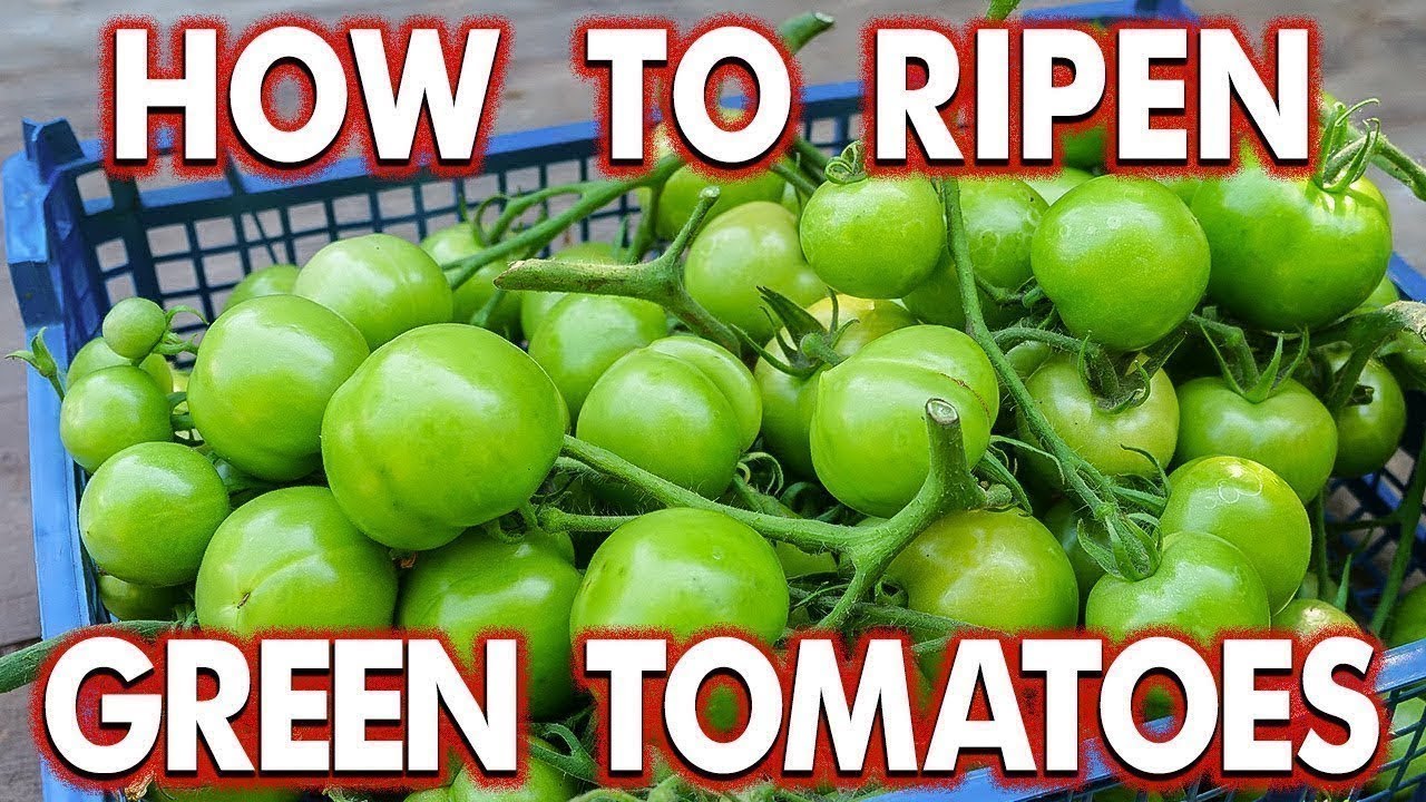 Embedded thumbnail for What To Do With Green Tomatoes—Including Recipes!