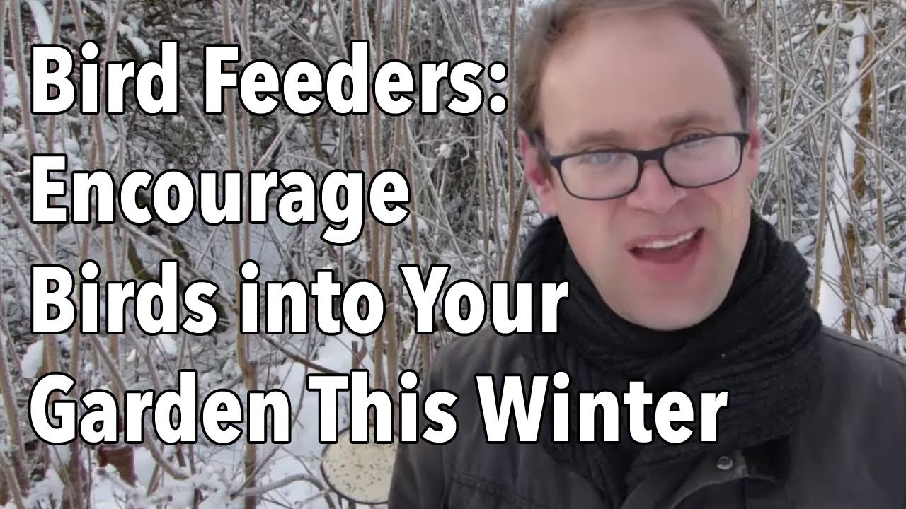 Embedded thumbnail for Feeding Garden Birds in Winter