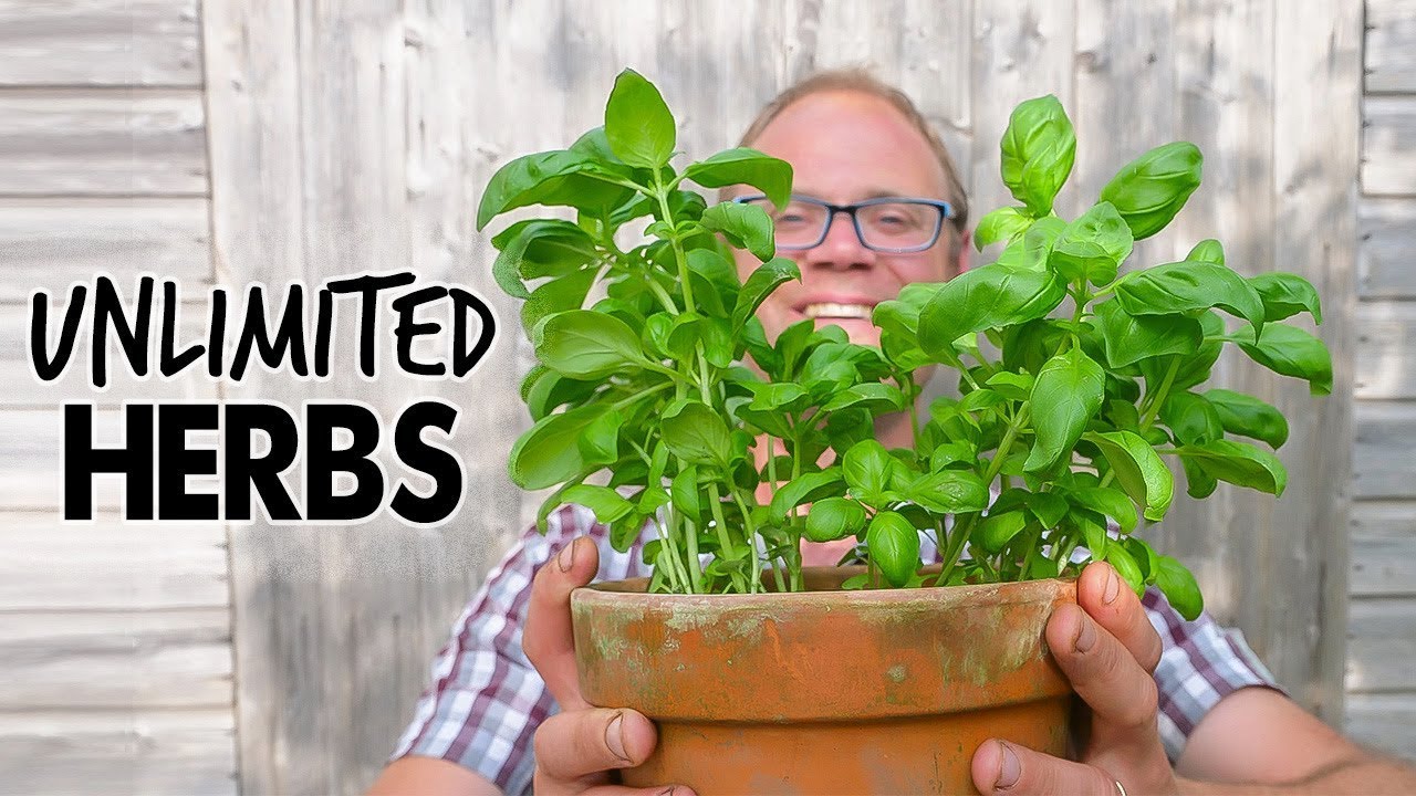 Embedded thumbnail for Growing Herbs from a Grocery Store Plant or Garden Cutting