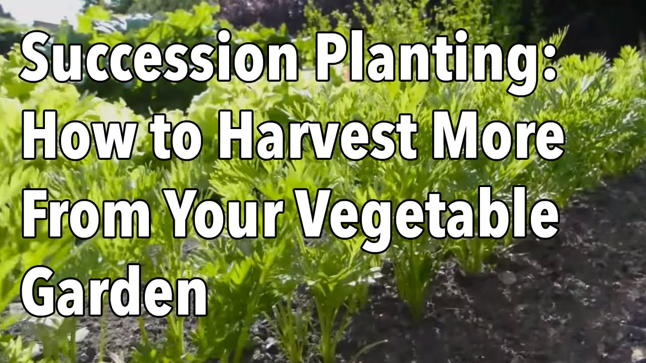 Embedded thumbnail for What is Succession Planting? See How to Increase Your Harvest
