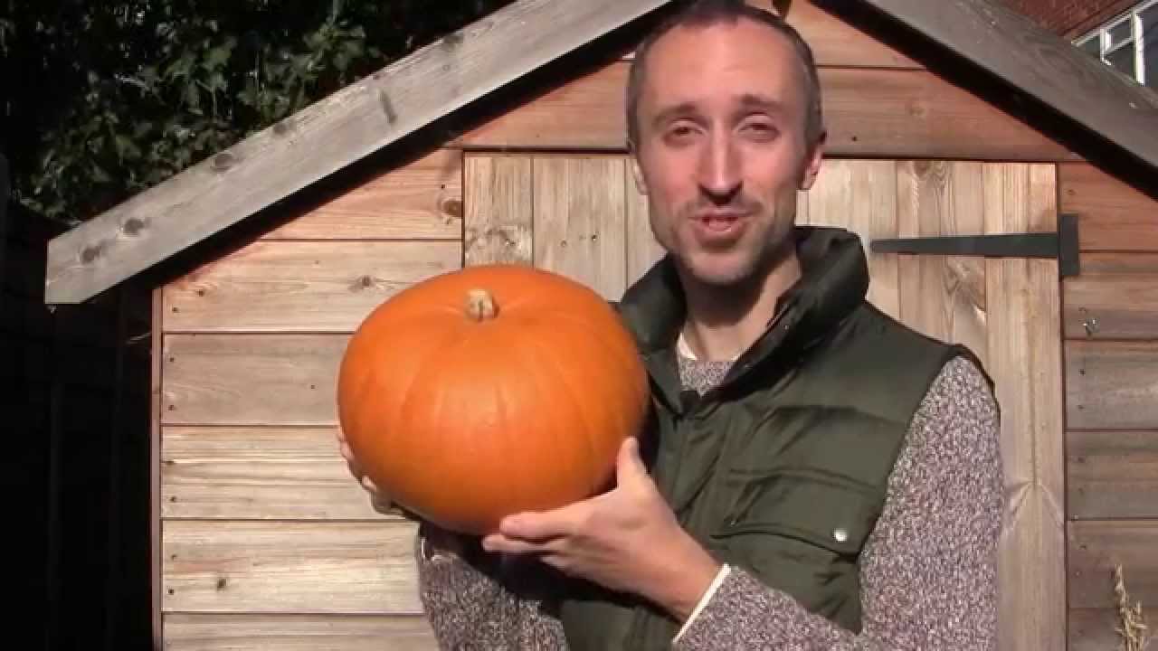 Embedded thumbnail for How to Cure and Store Pumpkins